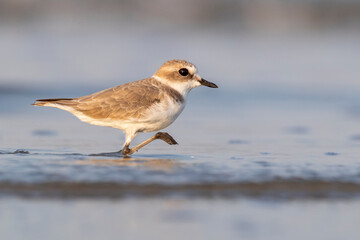 Waders or shorebirds, kentish plover on the beach
