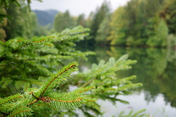 View on spruce tree branch on a rainy day with lake in background