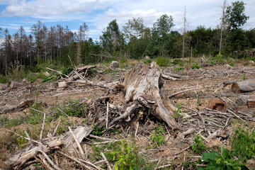 Deforested woodland with tree stumps and dead trees in the summer of 2020 - Stockphoto