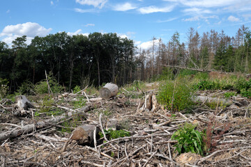 Deforested woodland with tree stumps and dead trees in the summer of 2020 - Stockphoto