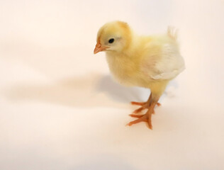 baby chicken