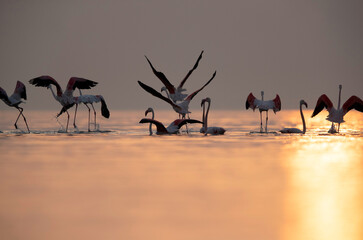 Greater Flamingos takeoff  in the morning hours, Asker coast, Bahrain