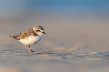 Waders or shorebirds, kentish plover on the beach