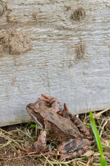 Brown spotted frog walks in the garden in summer.