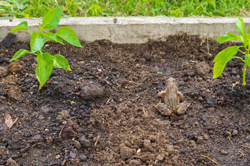 Brown spotted frog walks in the garden in summer.