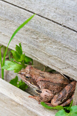 Brown spotted frog walks in the garden in summer.