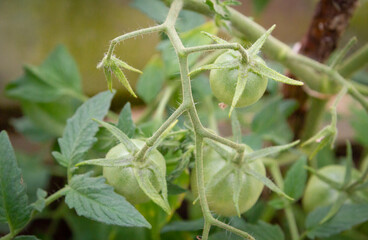 Small green tomatoes ripen in the greenhouse in summer