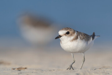 Waders or shorebirds, kentish plover on the beach