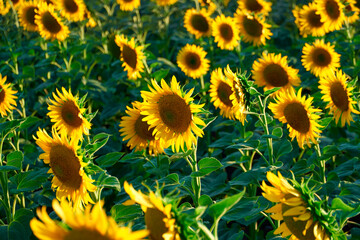 Fototapeta na wymiar sunflower - bright field with yellow flowers, beautiful summer landscape in sunset