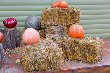 pumpkins stand on sheaves of hay against the background of a wooden wall of boards, the decor of the photo zone on the theme of Halloween, nobody.