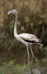 Closeup of a Greater Flamingo at Asker marsh, Bahrain
