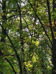autumn in the forest