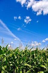 Manitoba corn field under a blue cloud filled sky in the late summer