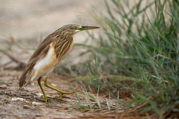 Squacco Heron at Adhari area, bahrain
