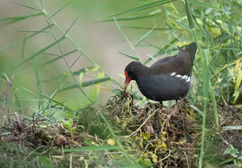 Common Moorhen feeding at Adhari area, Bahrain