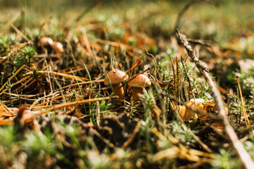 Mushrooms grew in a clearing in a beautiful forest