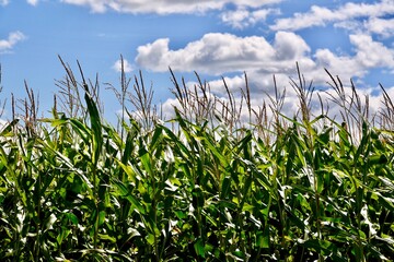 Manitoba corn field under a blue cloud filled sky in the late summer