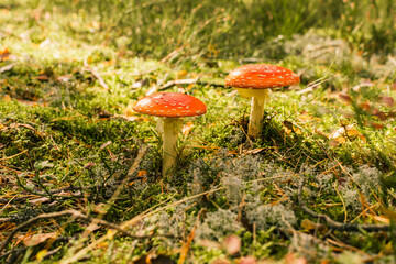 Fly agaric or Amanita muscaria. A toxic inedible toadstool mushroom