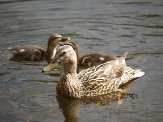 Patos en el río, Ourense.