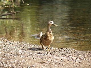Patos en el río, Ourense.
