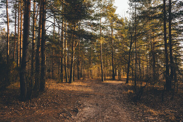 autumn in the forest