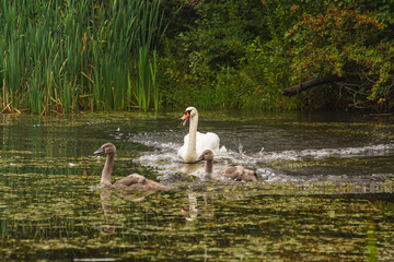 zaniepokojone łabędzie © Robert Borek
