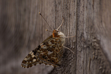 jesienny motyl © Robert Borek