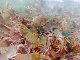 Crayfish in the market