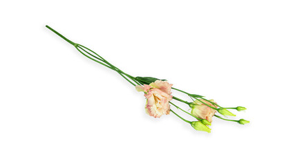 Eustoma flower on a white background. Lisianthus. High quality photo