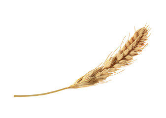 ripened wheat spike on a white background