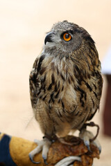 The European owl sits and looks ahead