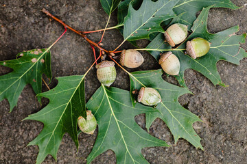 Oak branch with acorns on the ground, acorn closeup , Fall concept, Autumn concept © NKL