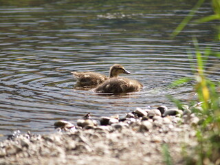 Patos en el río, Ourense.