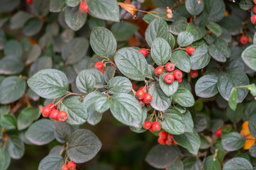 Cotoneaster integerrimus red autumn fruits and green leaves on branches