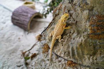 lizard Pomona vitticeps on a rock