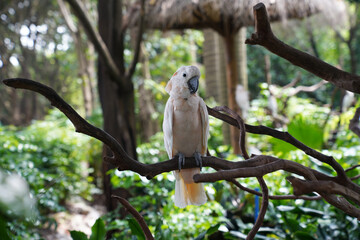 the lesser yellow-crested cockatoo is a bird of the cockatoo family