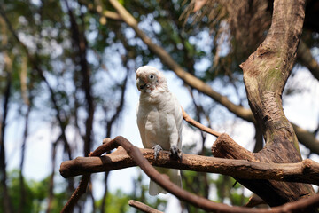 the lesser yellow-crested cockatoo is a bird of the cockatoo family