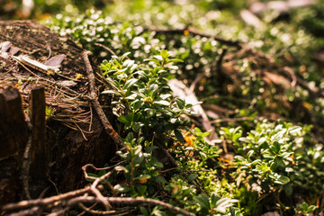 Beautiful green moss on the floor, moss closeup,. Beautiful background of moss for wallpaper.