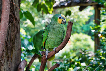 The yellow-fronted Amazon, or Suriman amazon, is a bird of the parakeet family	