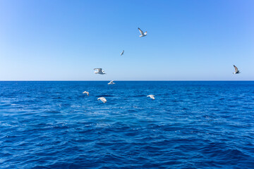 Fototapeta na wymiar Scenic view of seagulls above aegean sea against blue sky. Santorini, Cyclades, Greece.