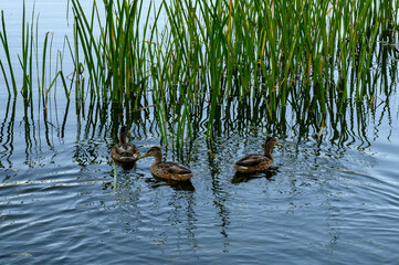 Ducks on a pond in the park 