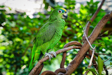 The yellow-fronted Amazon, or Suriman amazon, is a bird of the parakeet family	