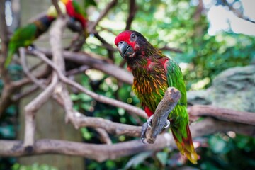 the red-fronted shiny lori is a bird of the parakeet family	