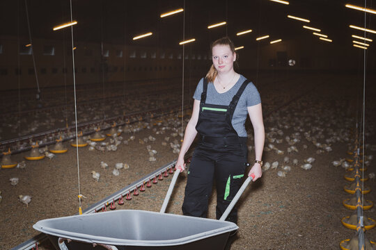 Konventionelle Gefl&uuml;gelmast - junge Frau bei Pflege- und Kontrollarbeiten im modernen  H&auml;nchenmaststall, landw. Symbolfoto