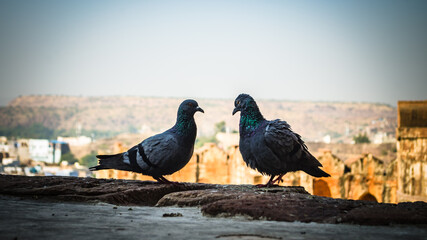 Two pigeons at Mehrangarh fort, Jodhpur, Rajasthan