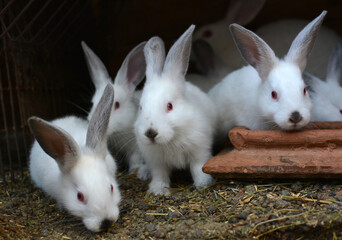 Californian breed rabbits
