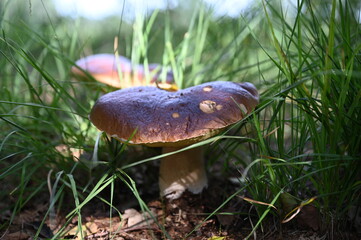 Fresh mushroom in the start of the 
autumn