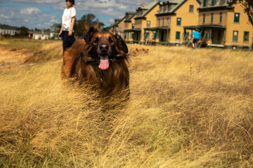 Obraz premium german shepherd dog