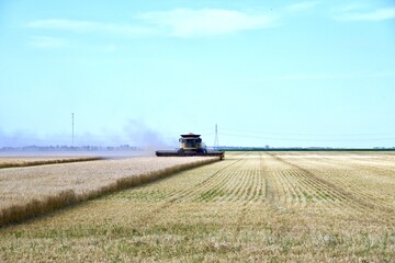 Fototapeta premium A combine is seen harvesting wheat in a Manitoba field