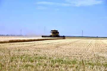 Fototapeta premium A combine is seen harvesting wheat in a Manitoba field